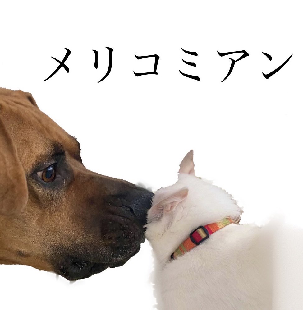 6464prpr's tweet photo. ネコリアン https://t.co/cdjSKekYkQ