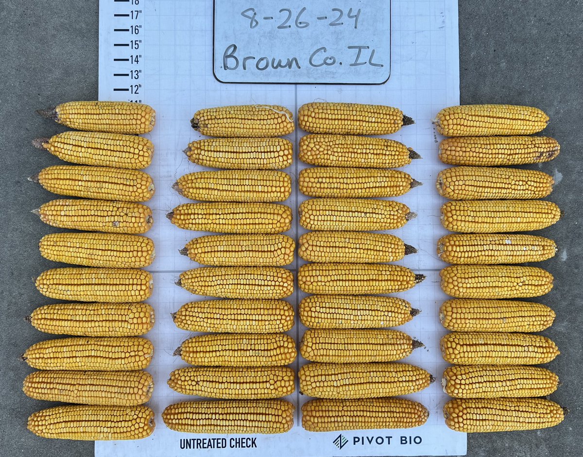 Tis the field day season though I was able to make a few field checks.  Most corn was still 30%+ moisture and rains this week should help add to test wt.  Reps had some good displays to help growers see how Pivot works and understand how to relay their N programs for 2025.