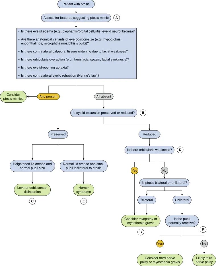 Ptosis dx algorithm 
#neurotip