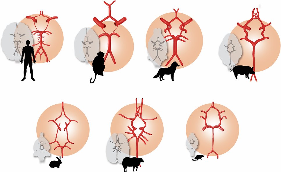 New York Neuroscience Research & Innovation Lab (@nyneuroendovasc) on Twitter photo Pre-clinical Models of Large Vessel Occlusion Stroke. <a href="/ShahidNimjee/">SHAHID NIMJEE</a> <a href="/a_zakeri/">Amon Zakeri</a>
As candidate drugs transition from small- to large-animal preclinical testing, it's crucial to account for anatomic variations in architecture and size among animals. ahajournals.org/doi/full/10.11… Pre-clinical Models of Large Vessel Occlusion Stroke. <a href="/ShahidNimjee/">SHAHID NIMJEE</a> <a href="/a_zakeri/">Amon Zakeri</a>
As candidate drugs transition from small- to large-animal preclinical testing, it's crucial to account for anatomic variations in architecture and size among animals. ahajournals.org/doi/full/10.11…