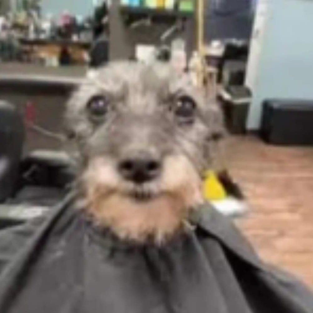 Mikaweslley_'s tweet image. Ainda tá de pé