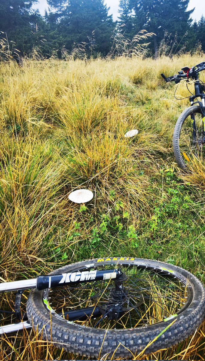 Vali_Ghincolov's tweet photo. Ta-Daaa!!🚴‍♂️🚴
Vă prezint Lacul Vulturilor  (Lacul Agățăt sau Lacul fără Fund)
Pe drum am găsit și Piciorul Căprioarei!
Multe si mari! Au ieșit ca ciupercile dupa ploaie.
Nevasta din dotare e super încântată si le culege la greu. Mâine vom păpa șnițel de ciuperci bun-bun!
Enjoy! https://t.co/rMeAvv4H4M