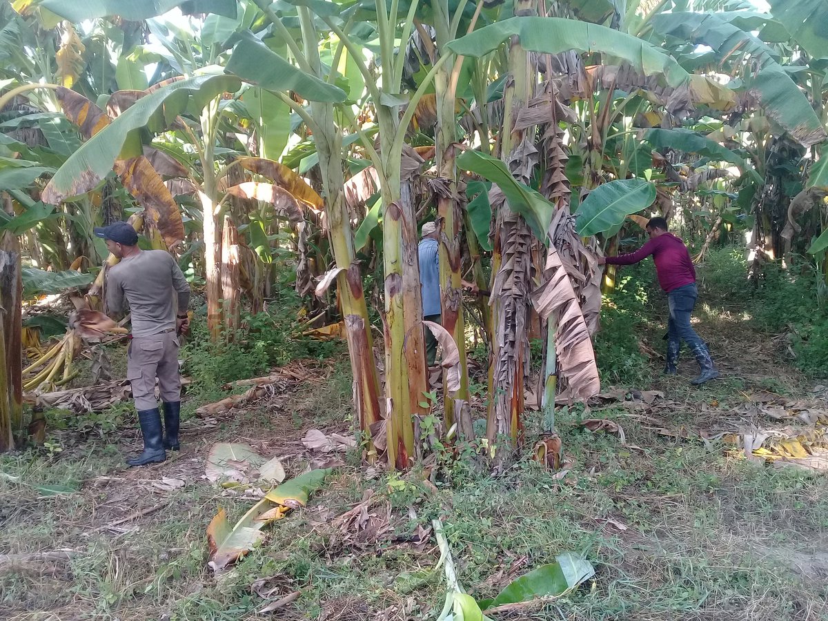 🇨🇺❤🇨🇺Desde el #SurDelJibaro seguimos .
🇨🇺❤Guapo y Fajao ❤🇨🇺
Hoy trabajo productivo en la finca Chorrea..

#SanctiSpíritusEnMarcha 
#LaSierpe 
#AUSUF 
<a href="/EAIGJ/">EAIG "Sur del Jíbaro"</a> <a href="/Olga1066587/">Olga</a> <a href="/OsmelO3/">Osmel O</a> <a href="/Carlos_GRguez/">Carlos Gutiérrez Rodríguez</a> <a href="/YusmanyN59887/">Yusmany Naranjo</a> <a href="/JuanNazco284/">Juan Andres Nazco Montagne</a> <a href="/Neisymabel/">Neisy Mabel Diaz Muro</a> <a href="/idelisis94275/">Idelisis Contreras</a>