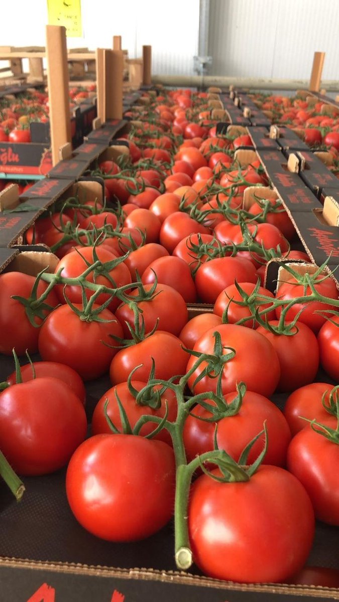 Tomatoes are rich in vitamins, antioxidants like lycopene, and fiber, promoting heart health, boosting the immune system, and supporting overall well-being.
