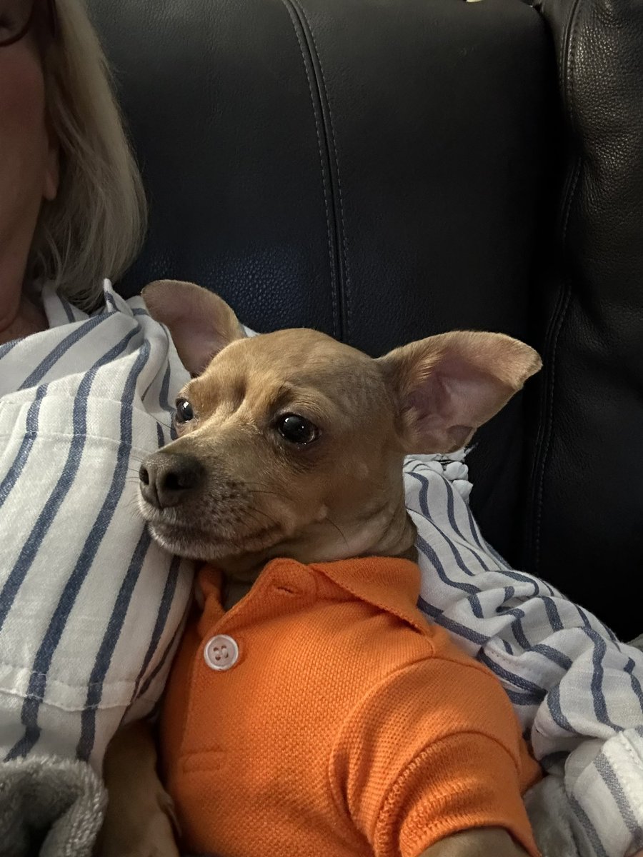 spotspot's tweet image. What, you mean your dog doesn’t watch TV with you?!

He eats popcorn too. 🤷🏼‍♀️