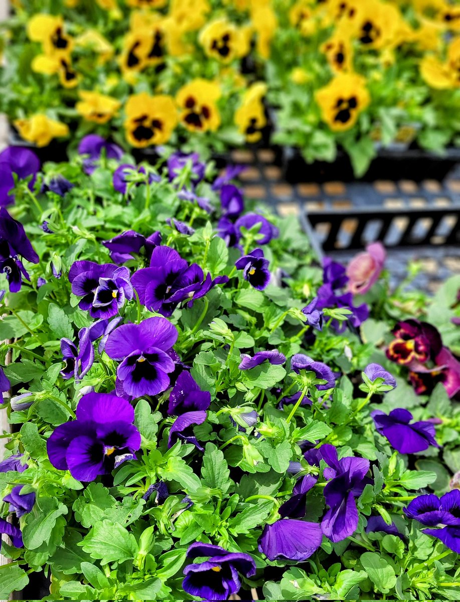massanuttencc24's tweet photo. Mums are in! Got some pansies in, too. Pansies are good until temperatures hit about 25°. Look how beautiful! 
#mums #fallmums #fallflowers #coldweatherflowers
#flowersforsale #mumsforsale https://t.co/xtmucu43xt