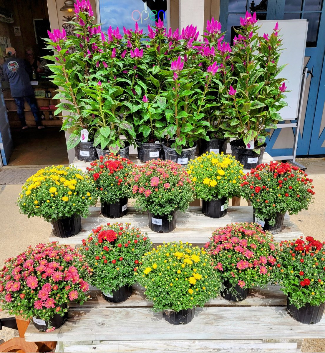 massanuttencc24's tweet photo. Mums are in! Got some pansies in, too. Pansies are good until temperatures hit about 25°. Look how beautiful! 
#mums #fallmums #fallflowers #coldweatherflowers
#flowersforsale #mumsforsale https://t.co/xtmucu43xt