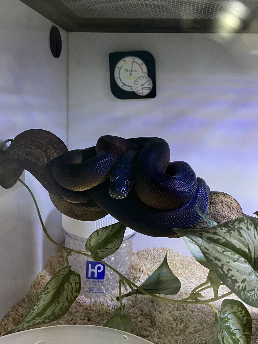 salt_Python_31's tweet image. めちゃくちゃ機嫌悪いのわかる🥹
脱皮前だもんな、すまん😓