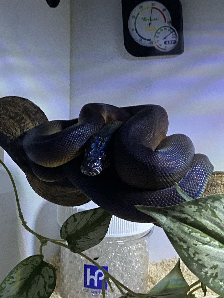 salt_Python_31's tweet image. めちゃくちゃ機嫌悪いのわかる🥹
脱皮前だもんな、すまん😓