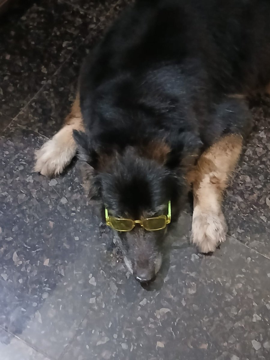 GsdRubyR's tweet image. Thank you!! @Supertails_IND for the surprise gift!!! ❤️ Daisy &amp;amp; Della