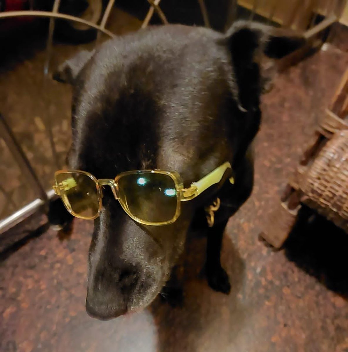 GsdRubyR's tweet image. Thank you!! @Supertails_IND for the surprise gift!!! ❤️ Daisy &amp;amp; Della