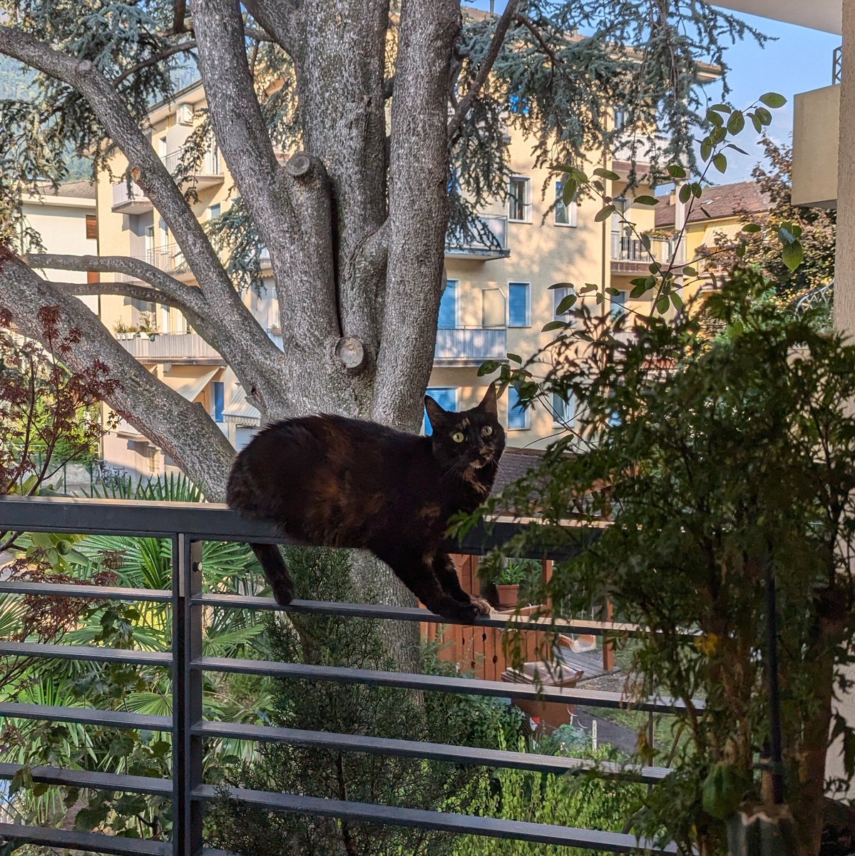 BoredPredator's tweet image. Balancing my chunky self on this rail? Living dangerously is my cardio!

#Caturday #CatsofX #LivingOnTheEdge #ChunkyButFunky