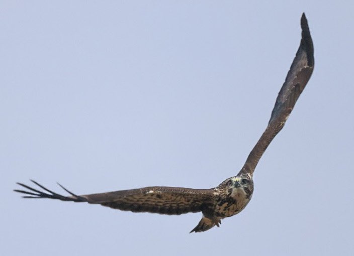 After seeing  hundreds of Buzzards sitting by the roadside and soaring up way to high for a decent photo over the years, I was lucky enough to have one fly straight over me on my walk this morning. ✅