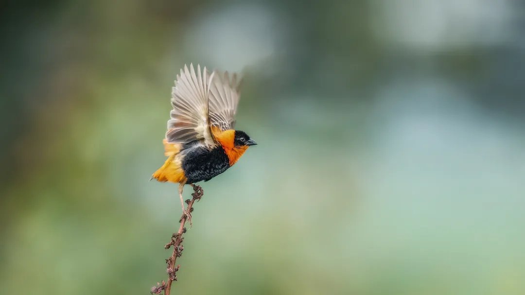 XianlinZeng6's tweet photo. Happy Saturday.
#birdwatching #Birdland #BirdTwitter #naturelovers #NaturePhotograhpy #nature #SaturdayMood #SaturdayVibes #SaturdayMotivation #Saturdayt https://t.co/9niCUkeowh