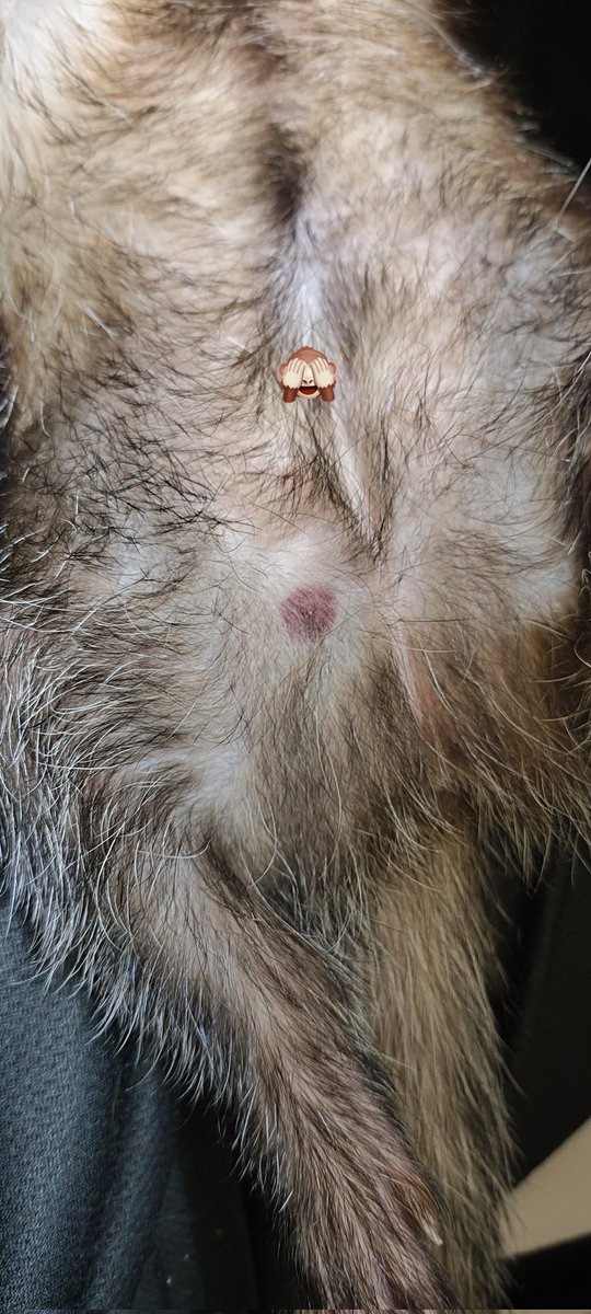 muchan0914's tweet photo. 水曜日にお医者に連れていく予定なのですが……これは何でしょうか…？虫さされ…？
どなたか分かれば教えてください
#フェレット https://t.co/Xj5DlkYM2n