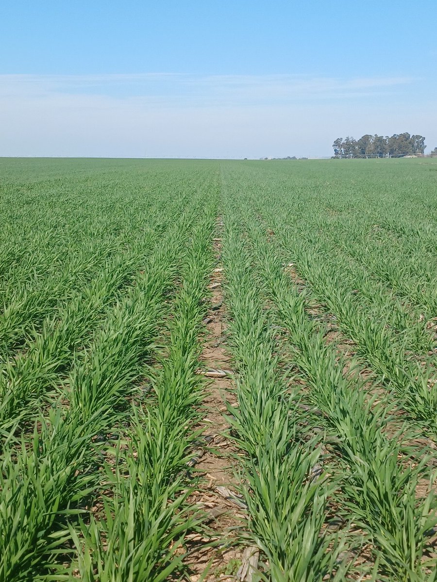 Recorrida de ensayos en secano y riego de #GEASO y #GrupoRIEGO
Brechas de rendimiento con 5 variables (densidad, micro y macronutrientes, sanidad y genetica)
Diferentes coberturas para observar tolerancia a heladas.
De todo un poco en el #sudoeste