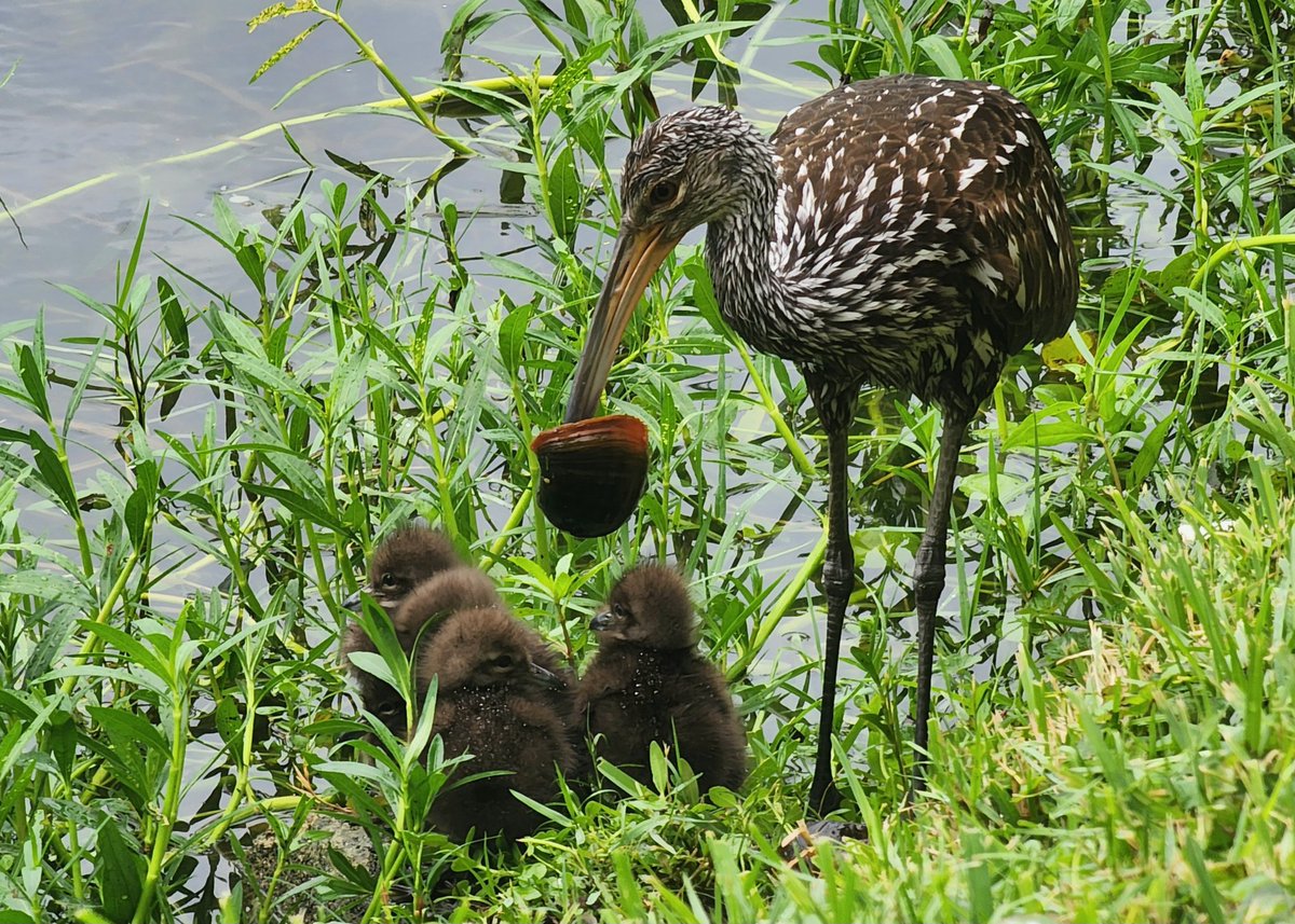 Limpkin with babies 😊

#NaturePhotograhpy