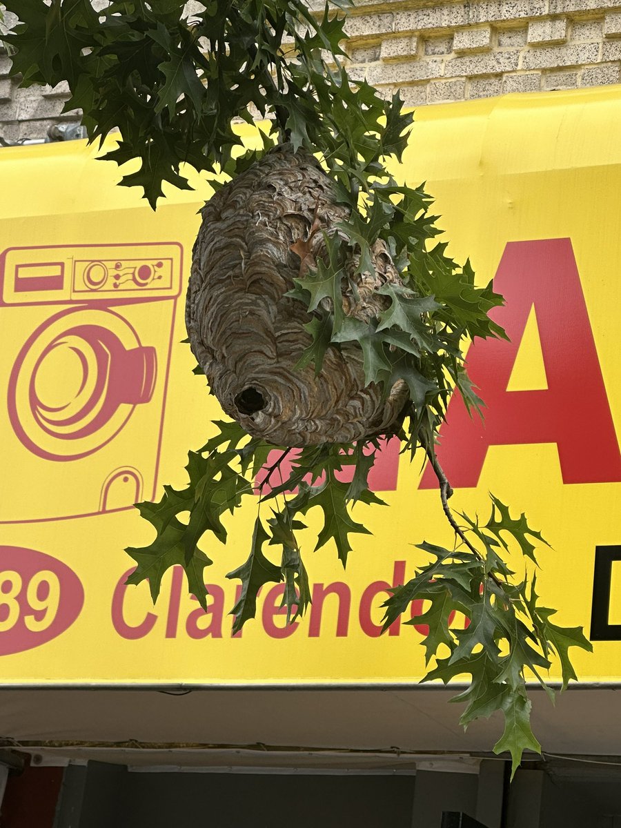 Giant hornet nest at the corner of Clarendon and E22nd in Brooklyn directly in front of 2189 Clarendon the Laundromat <a href="/nyc311/">New York City 311</a>
