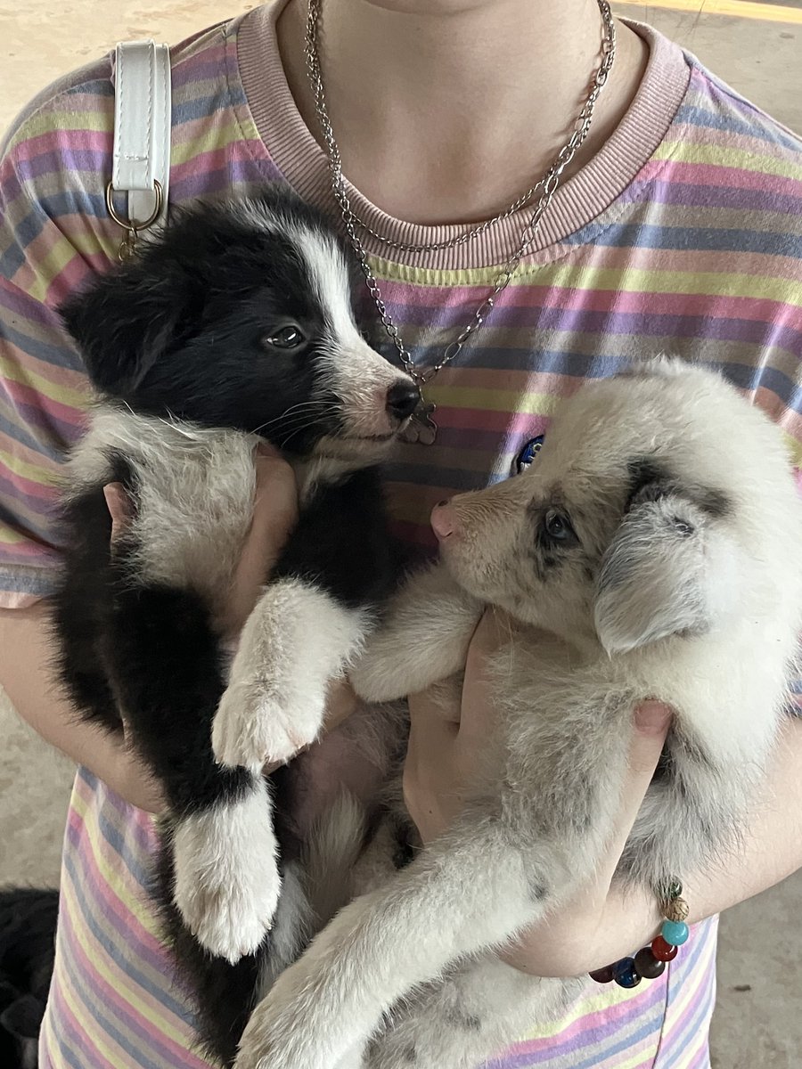 jiangheniao's tweet photo. 给大家看可爱小狗狗🥰🥰 https://t.co/cGZ8O5mkdg