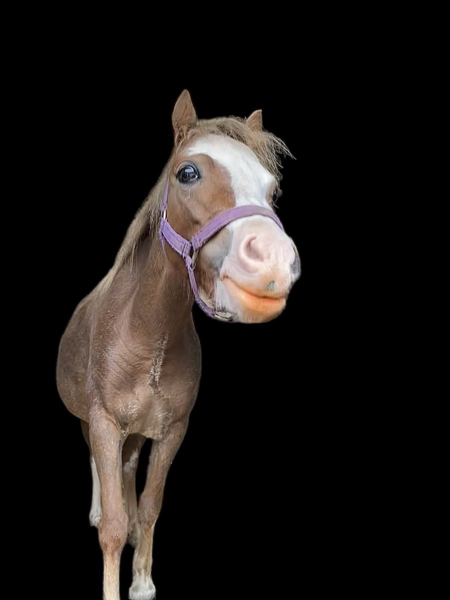 Tracy Vigors tweet media