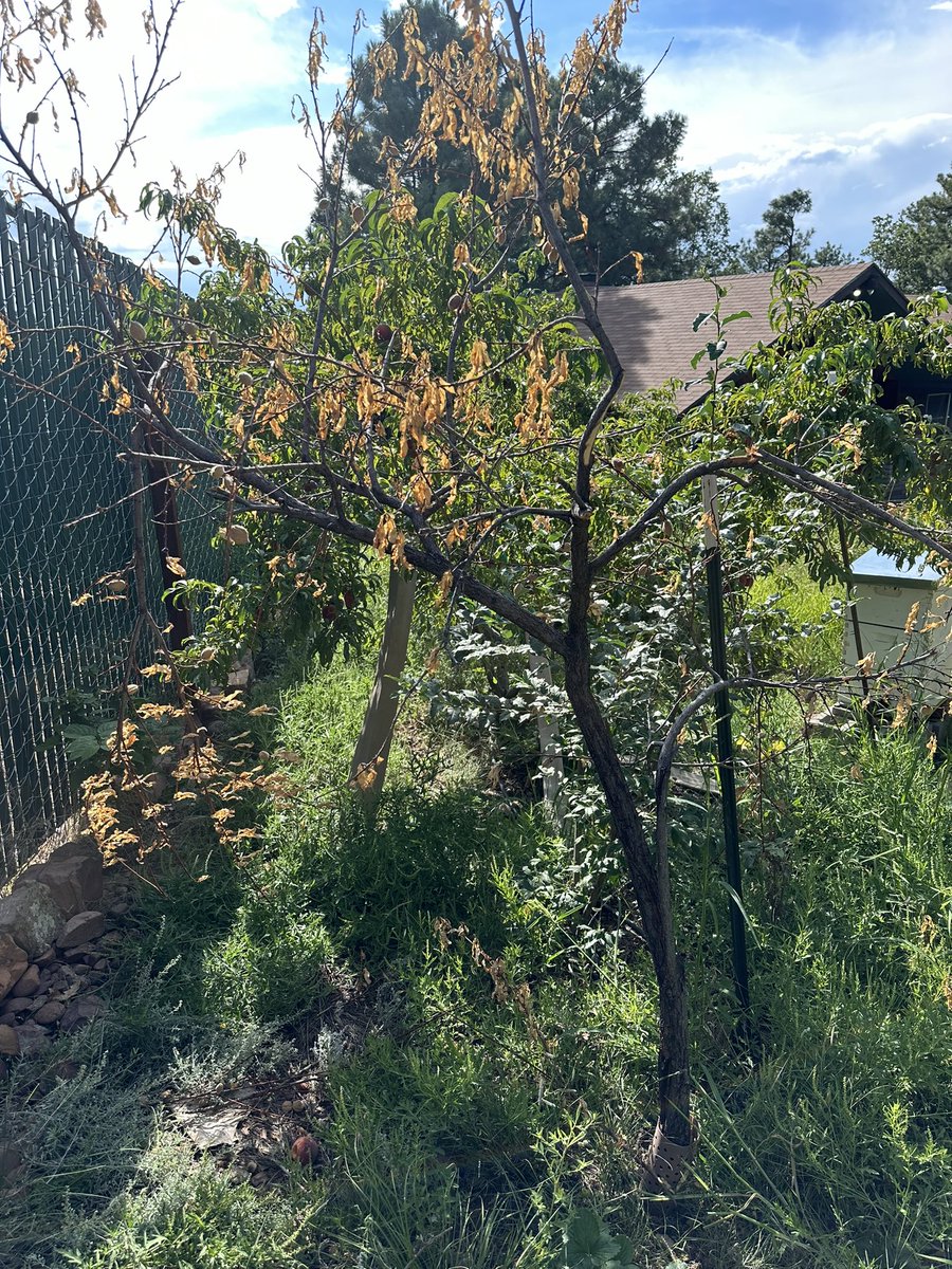 Fortapachefun's tweet image. My white Ranger peach died. I had to replace it