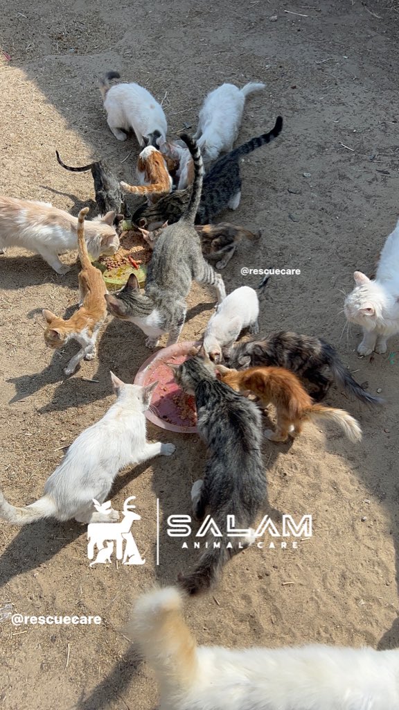 RescueCare's tweet photo. Please, loyalists🫂🫶🏻, we need your support. Any small help makes a real difference in the lives of these precious creatures amidst the most difficult circumstances and continuous bombing of my sad city, #Gaza 😭🇵🇸🐾🆘❤️‍🩹
PayPal: https://t.co/Lzv7nazr6v
GFM: https://t.co/MKk58SRPaQ