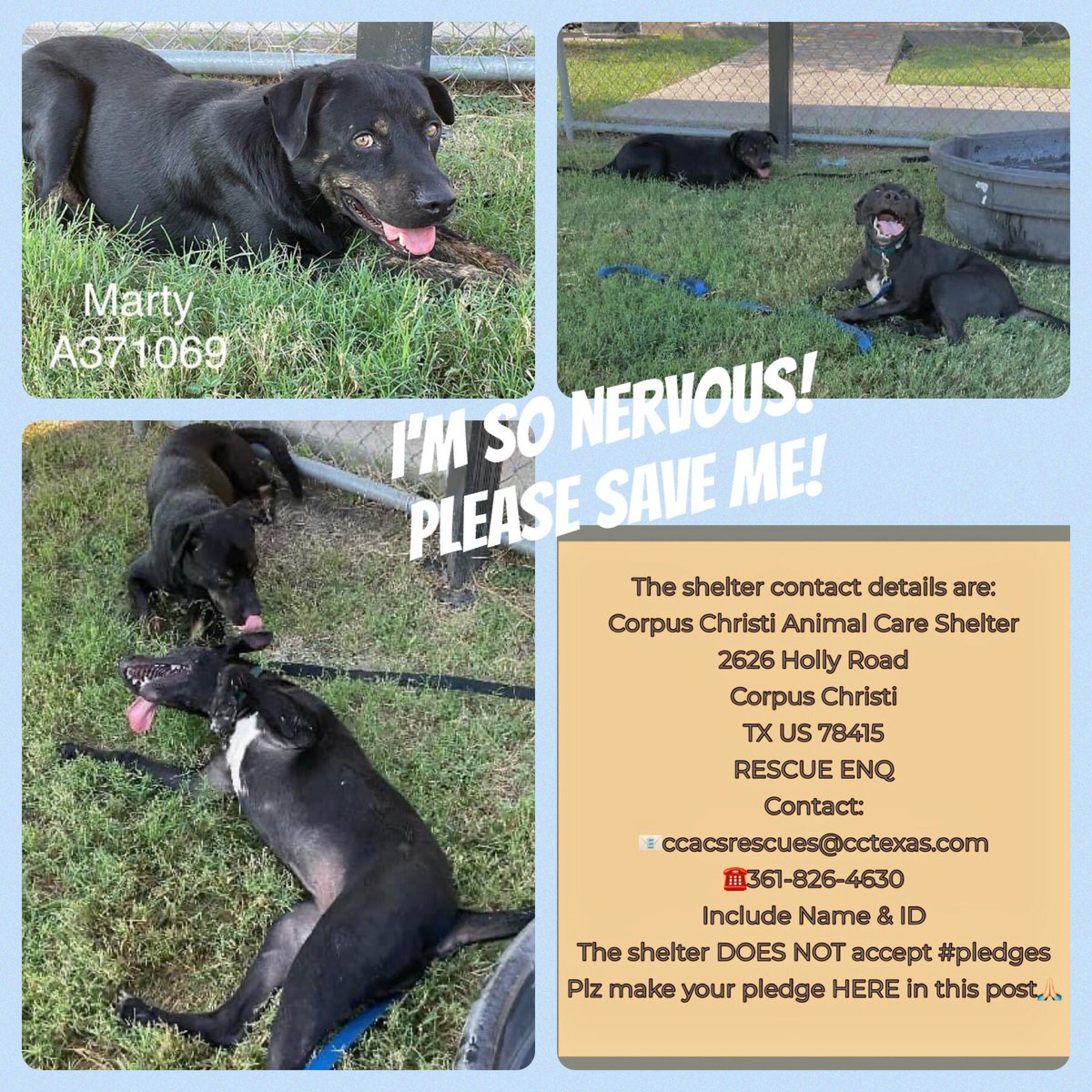 SamfromSpain's tweet photo. DON’T LET HIM BE KILLED‼️
MARTY #A371069, a💎 in the rough!
Only 2 yrs old, he’s terrified @ Corpus Christi ACS
On 9/3 KILL LIST‼️😡
Sweet boy who’s found his safe place in🐕 playground by fence, maintains his spot waiting 2 be saved!
PLZ PLEDGE
#RESCUE
#ADOPT
All he needs is ❤️! https://t.co/tcVrnENjvP