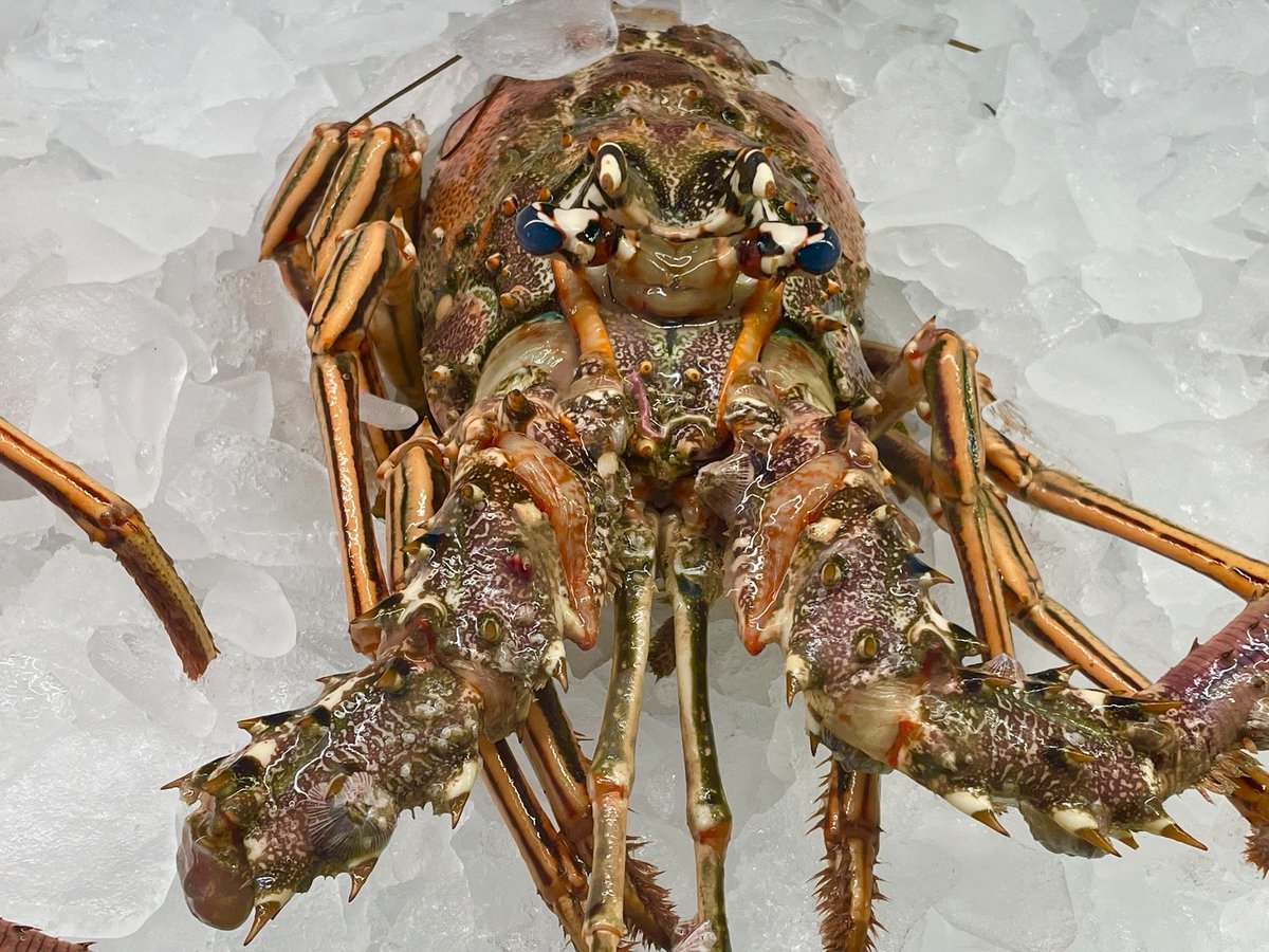 SeefoodAtlantic's tweet photo. Florida Lobster at Seafood Atlantic  https://t.co/DegEJa9qUN 321-784-1963 https://t.co/ZaXRppC9SA