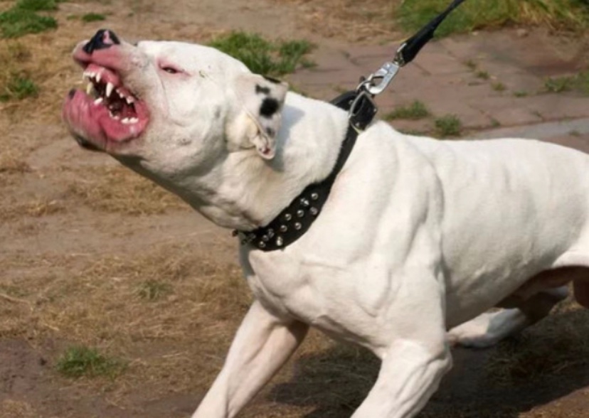 doaenel's tweet image. I spent 3 hours today arguing with an elderly woman about how dangerous PITBULLS really are.

Near the end of the conversation, her husband walking their pit approached us…

What happened next shocked me.

As she went down to pet the dog, it snapped at its leash and flung itself…