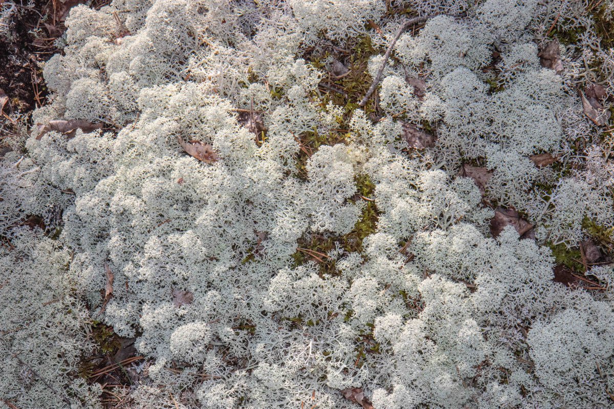 Mirja_Paljakka's tweet photo. Hyvรครค Suomen luonnon pรคivรครค!
#nature #forest #textural #photography #SuomenLuonnonPรคivรค https://t.co/C08WtMSeex