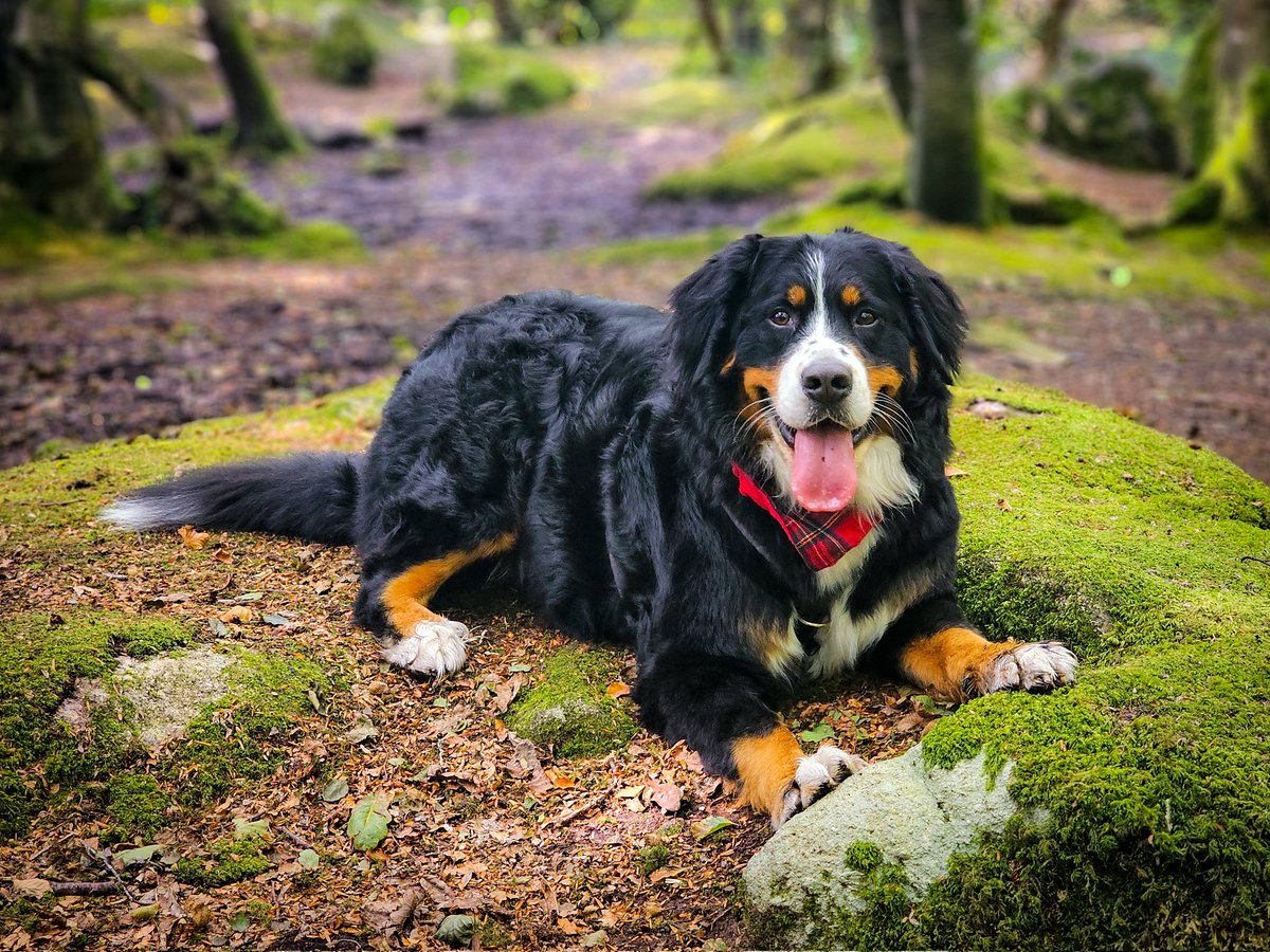 Bailey soaking in the good weather today in Bearna Woods after her day out in Galway.