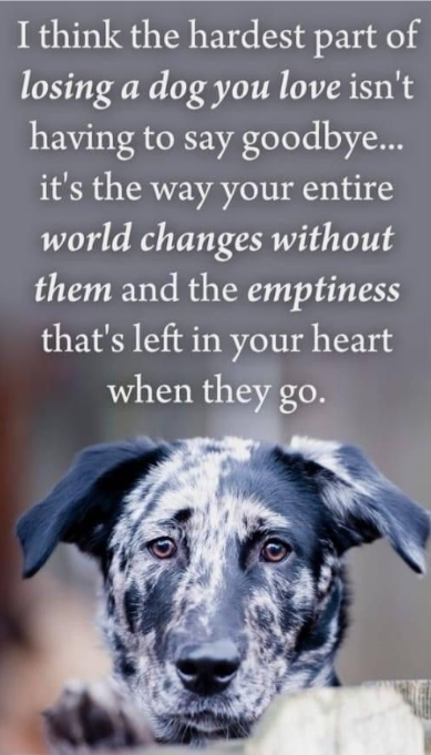 _XDogs's tweet photo. https://t.co/KrcmTu2f8s
