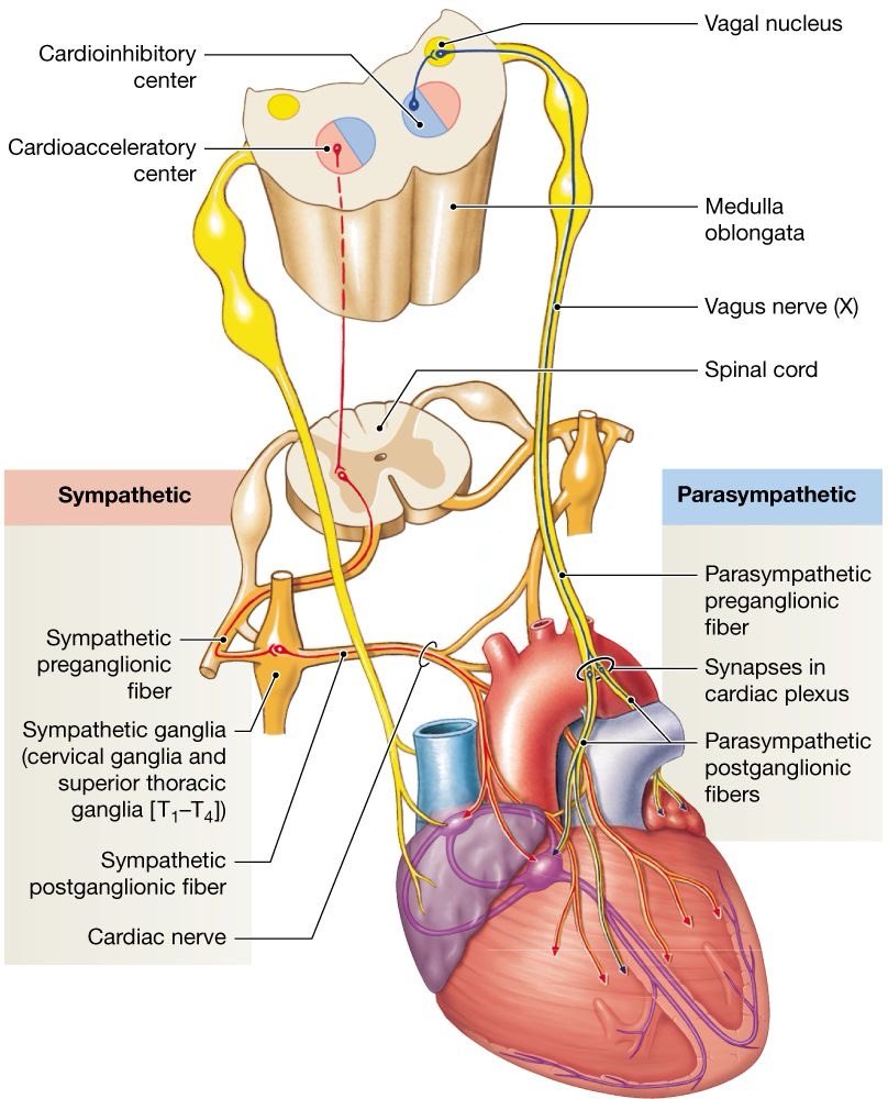 OGdukeneurosurg's tweet photo. How to control
The Heart https://t.co/vTQwTdXtUg