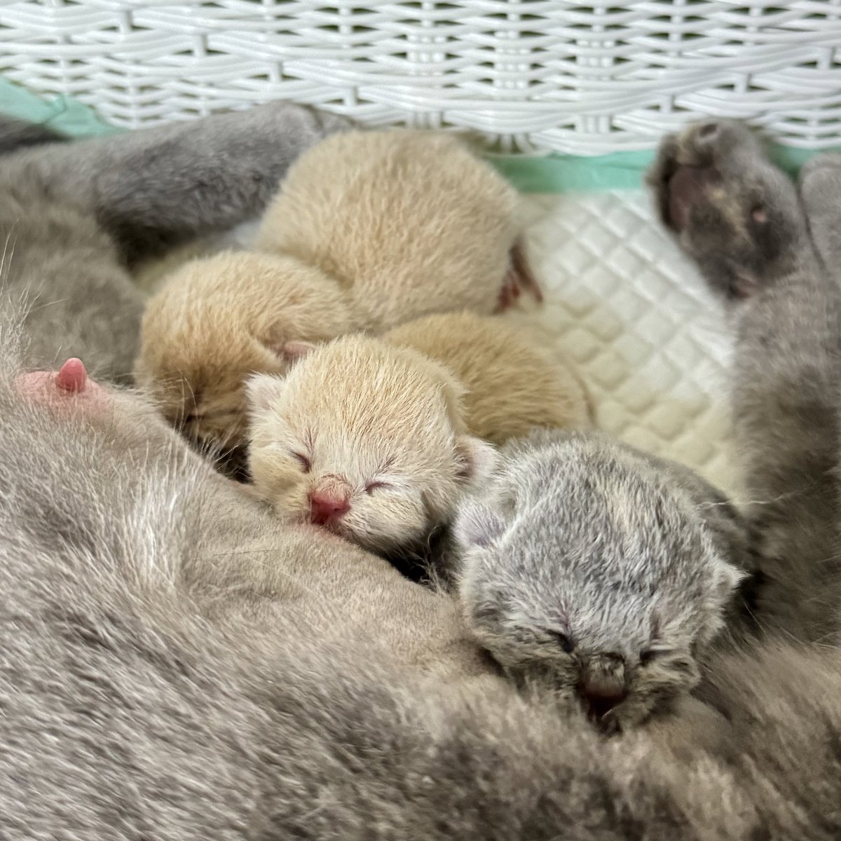 หนูนิดมีน้องเป็นโหล tweet media
