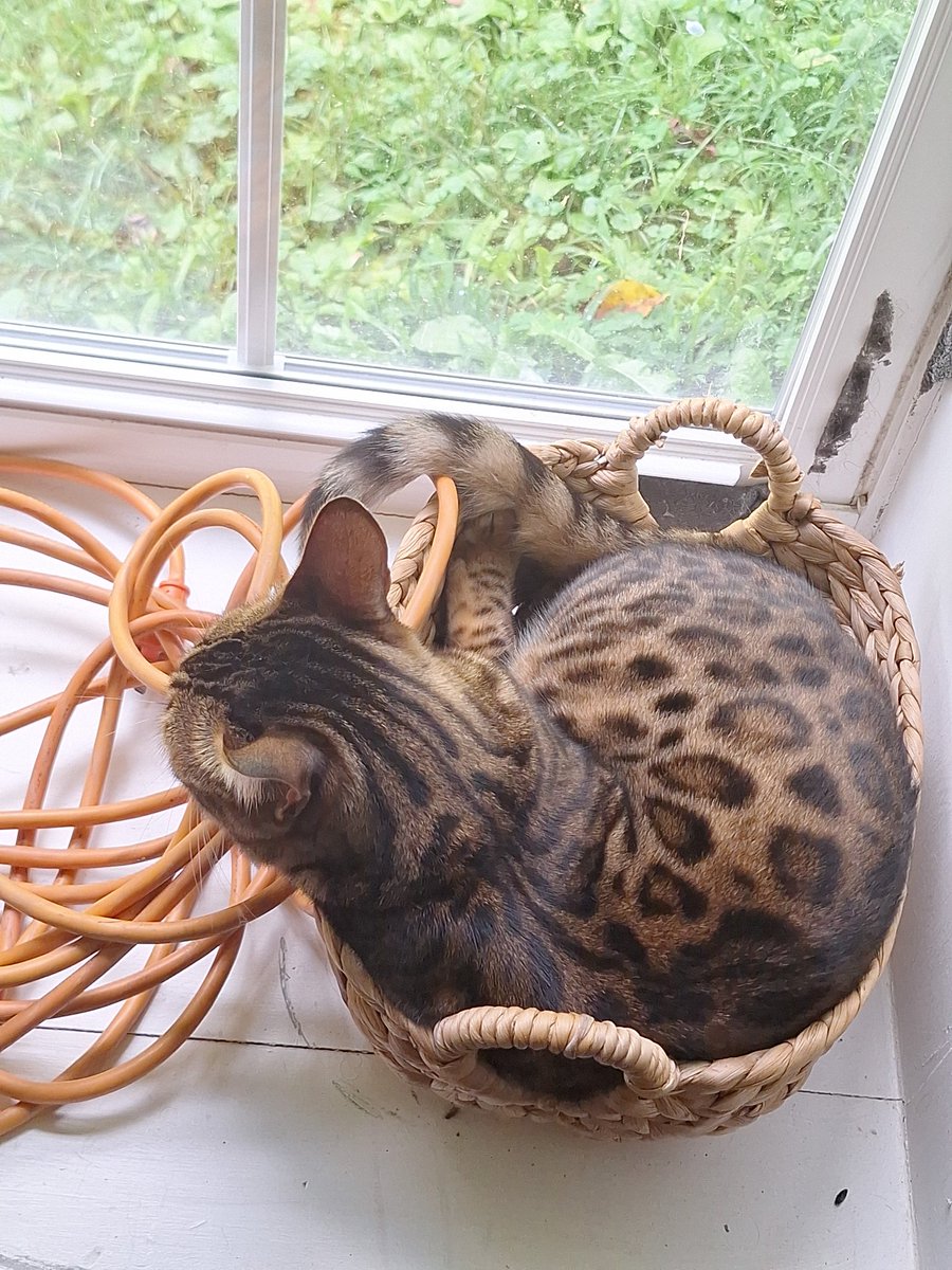 I declare leopard kitty the prettiest kitty of them all