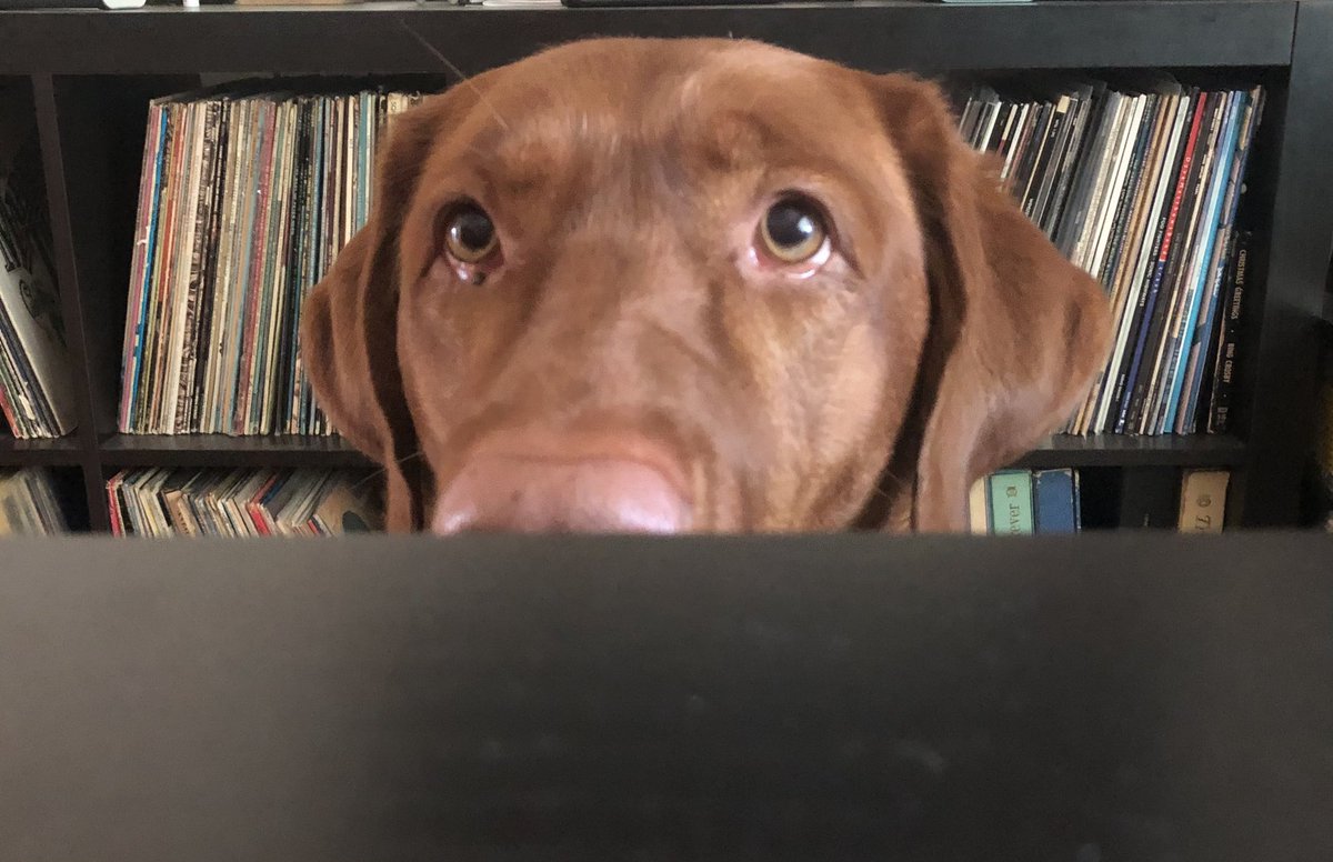 Rubydoobydog's tweet image. Daddy, you sammich smell delicious. You do a share? #puppyeyes