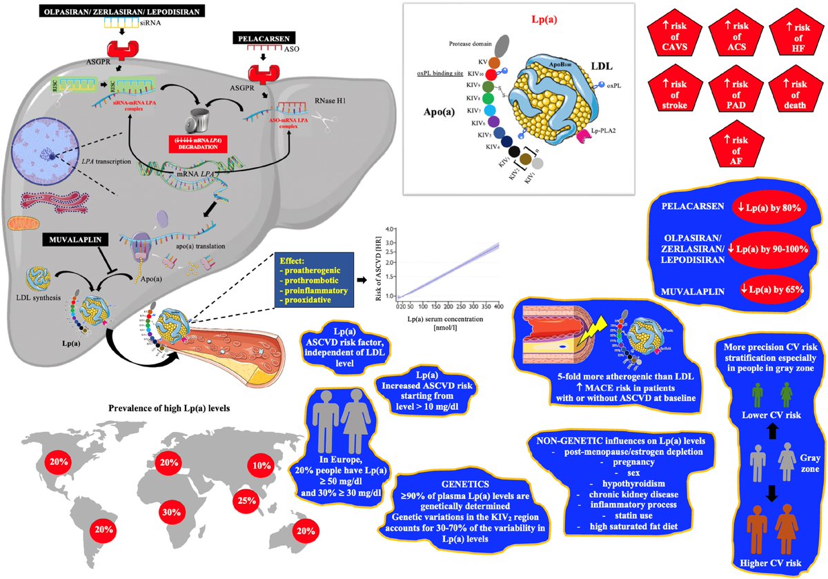 Maciej Banach (@maciejbanach) on Twitter photo Please find attached our Editorial on the simultaneous publication on "Intra-individual #variability in lipoprotein(a) #LPA: the value of a repeat measure for reclassifying individuals at intermediate #risk" published today in #EHJOpen. <a href="/ehjopen/">EHJOpen Editor-in-Chief</a>
Congratulations to the Authors Please find attached our Editorial on the simultaneous publication on "Intra-individual #variability in lipoprotein(a) #LPA: the value of a repeat measure for reclassifying individuals at intermediate #risk" published today in #EHJOpen. <a href="/ehjopen/">EHJOpen Editor-in-Chief</a>
Congratulations to the Authors
