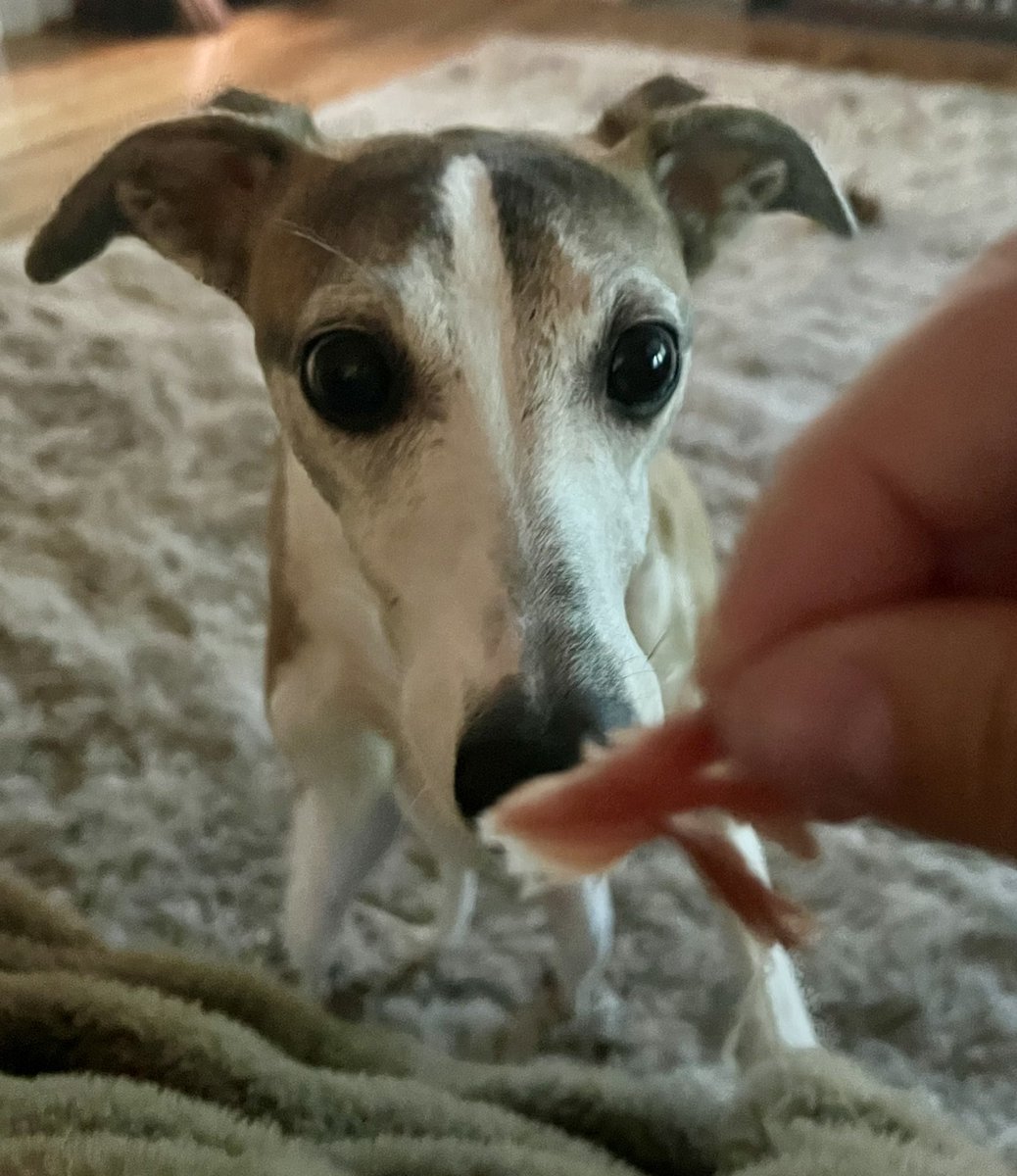 I ring a bell when I need to go outside.  🛎️ 

Today I got a bite of prosciutto and rang the bell for more. 

Friends, now I am constantly ringing a bell for prosciutto. 😂