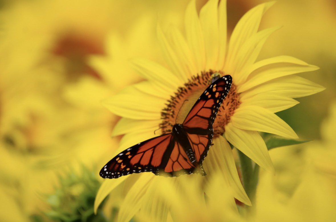 dahalapenio's tweet photo. The sweet smell of summer…🌼🐝 #NaturePhotography https://t.co/DfSk9JdYex