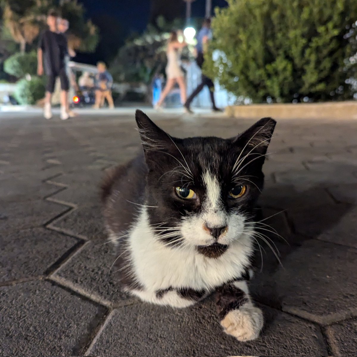 Robin Scheibler tweet media