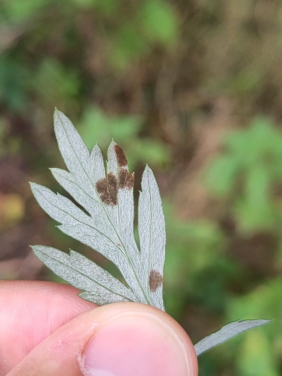 Devil's Bit and Grass-of-Parnassus at the Lye Valley this afternoon 🤩 and many pathogens including Puccinia convolvuli and Ragnhildiana ferruginea. A strikingly diverse place deep in suburban Oxford.