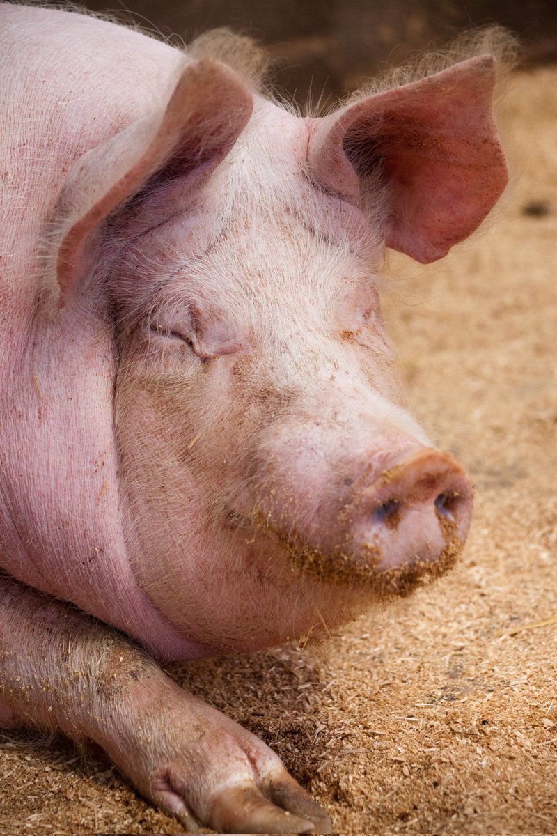 dp_account's tweet image. Who wore it better?
#PigFace