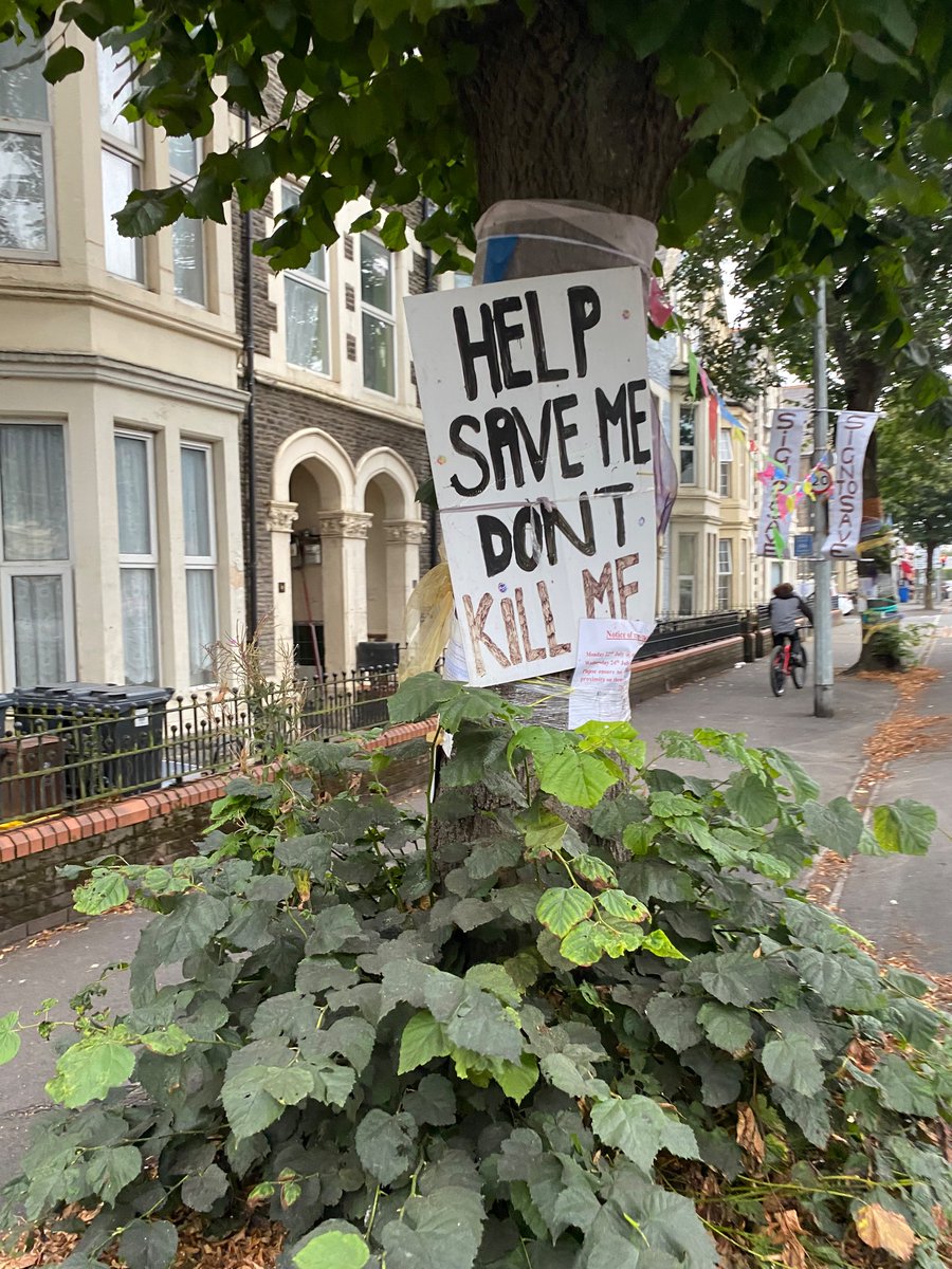 I get that it’s about the trees but this does kinda just look like Cardiff Council have sentenced a man to death