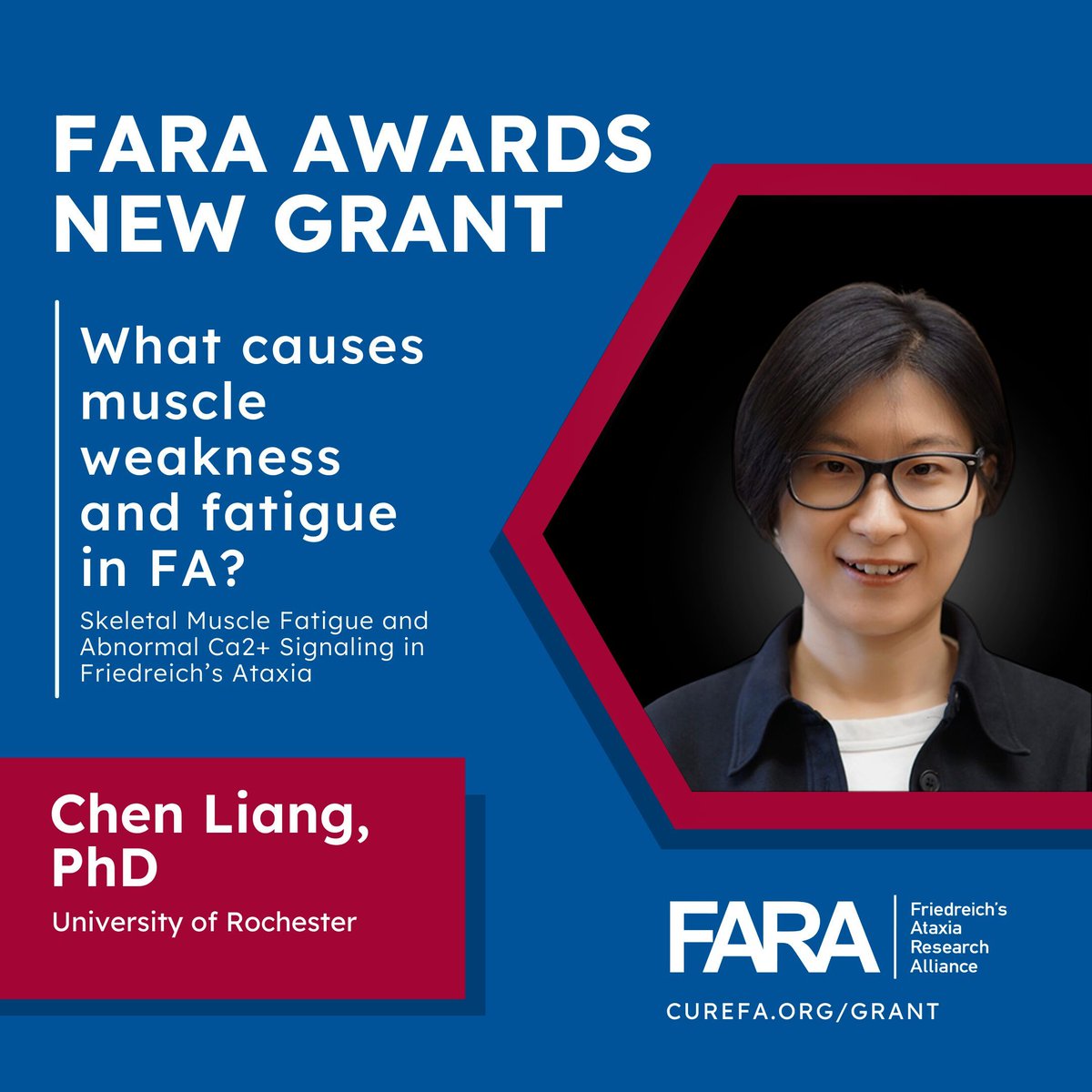 The FARA Grant Program is proud to award a Postdoctoral Research Award to Chen Liang, PhD, at the University of Rochester to characterize muscle fatigue and calcium ion contribution to muscle dysfunction in FA.
 
Read more: buff.ly/3Xal758
