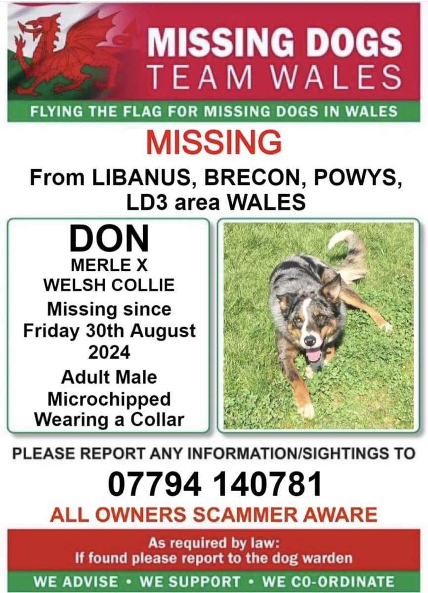 missingdogwales's tweet photo. ‼️SIGHTINGS NEEDED PLEASE ‼️
( Escaped from finder who found him in Pen y Fan , he was not reunited)
🔻DON IS MISSING FROM #LIBANUS AREA #BRECON #LD3
SINCE FRIDAY 30TH AUGUST 🔺️
💥IF SEEN PLEASE CALL THE CONTACT NUMBER ATTACHED ASAP 💥 https://t.co/wPB2743sSC