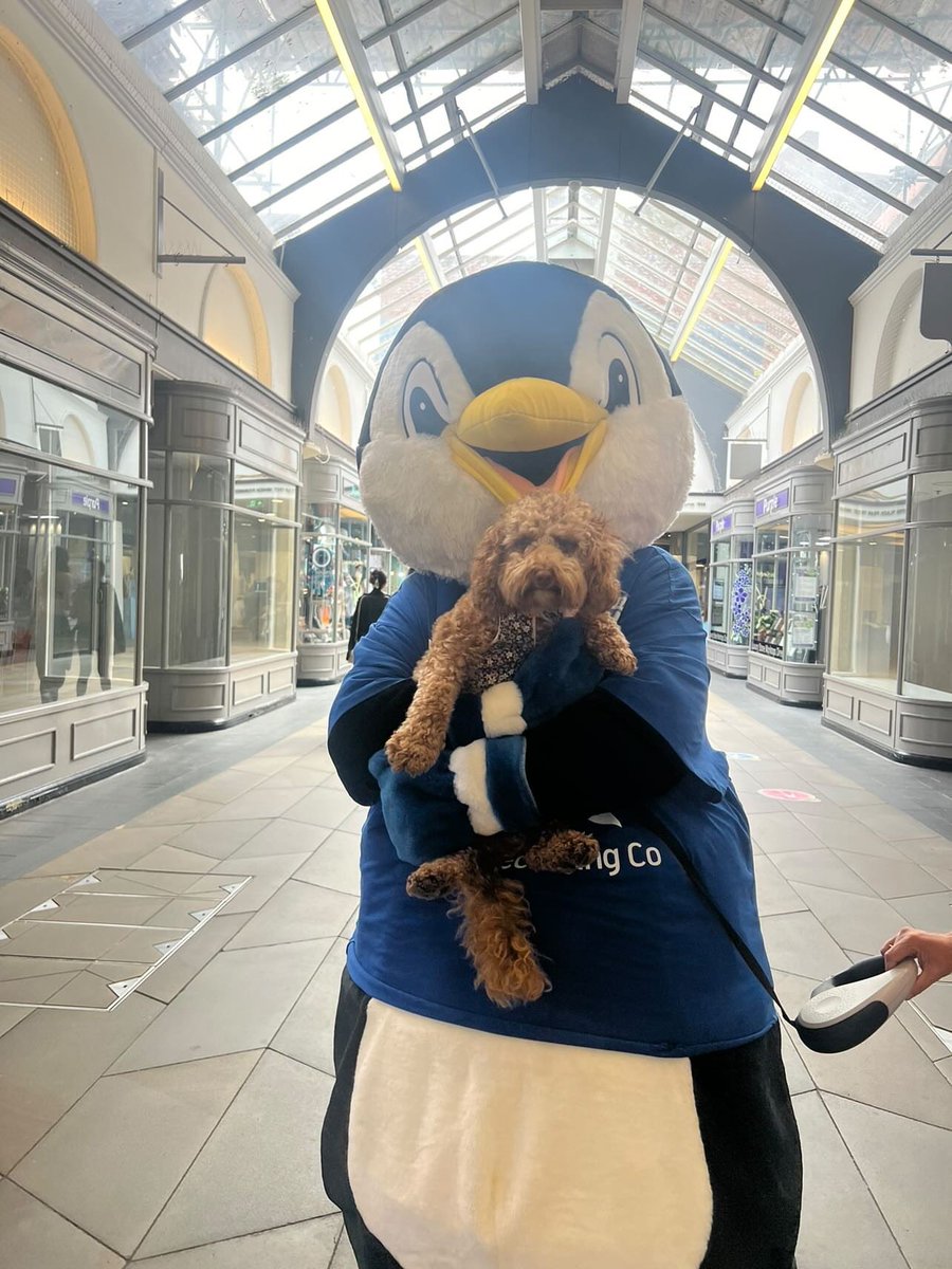 Pablo had a great time doing the <a href="/WaddleOfWorc/">Waddle of Worcester</a> with some fellow WCWFC friends! 🩵🤍

Thank you to everyone who came and said hello, they can’t wait to see all their new friends at Sixways soon. 🏟️
#WCWFC #RISE #WorcestershireHour