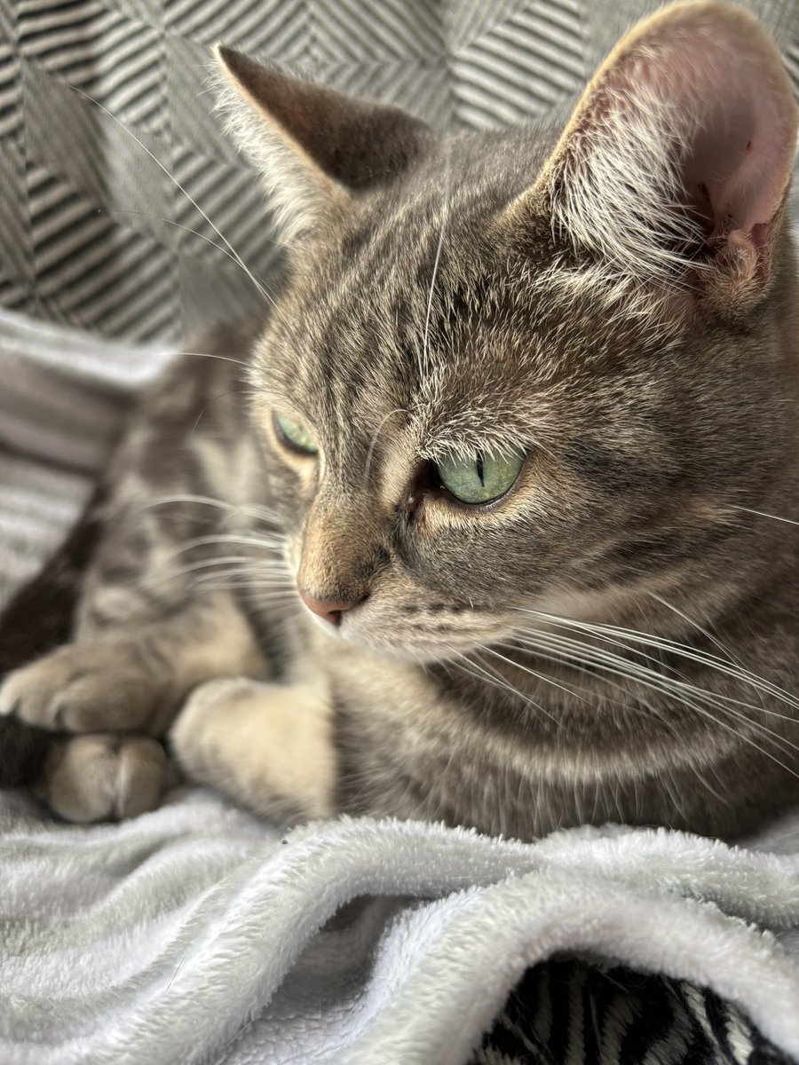 Happy snoozy #caturday friends! Hope you have a wonderful and restful weekend full of the treats and boops you deserve😻💕