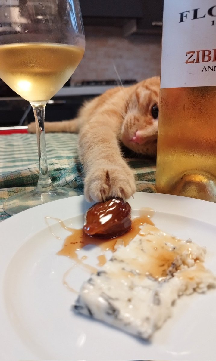 #TwitterFriends #Xfriends #cats #Caturday #action #photoghraphy

😁 Dinner with blue cheese, caramelized figs from my tree, with a thieving cat!