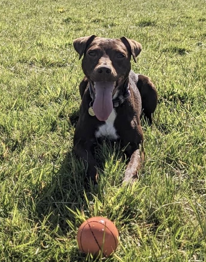 Pippy has had 0 enquires ,can you please share her appeal to help her on her way, for any enquires please email h2rscotland@yahoo.co.uk 

She’s had so many appeals now, but no interest whatsoever, and we’re sure she will make someone very happy! All her details are on our website