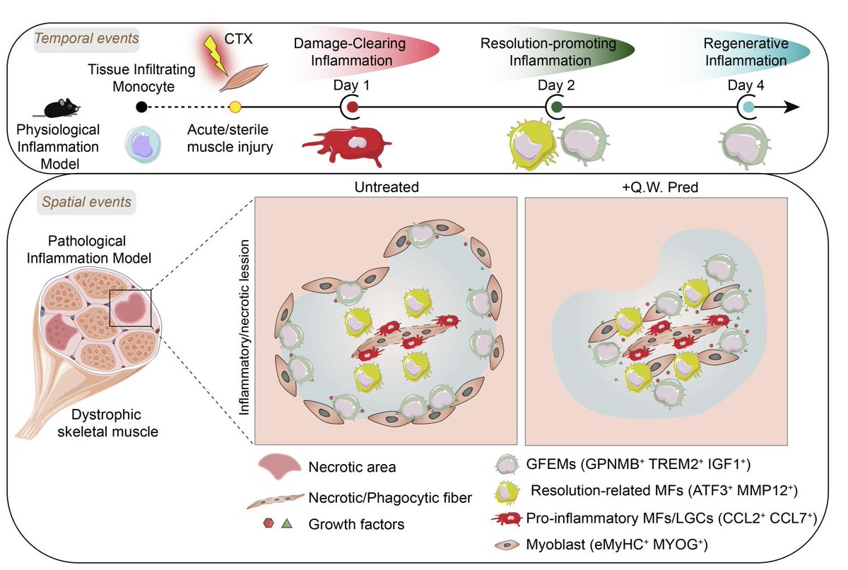 Muscle Cell News (@musclecellnews) on Twitter photo Dr. <a href="/anpatsalos/">Andreas Patsalos</a> and scientists at <a href="/HopkinsMedicine/">Johns Hopkins Medicine</a> reconstructed the dynamic trajectories of #myeloid cells isolated from acutely injured and early-stage dystrophic 💪 muscles.
👓 Check out their findings at <a href="/jclinicalinvest/">Journal of Clinical Investigation</a> | bit.ly/475lsLg Dr. <a href="/anpatsalos/">Andreas Patsalos</a> and scientists at <a href="/HopkinsMedicine/">Johns Hopkins Medicine</a> reconstructed the dynamic trajectories of #myeloid cells isolated from acutely injured and early-stage dystrophic 💪 muscles.
👓 Check out their findings at <a href="/jclinicalinvest/">Journal of Clinical Investigation</a> | bit.ly/475lsLg